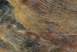 Polished Archean Stromatolite Fossil - Western Australia #150686-1